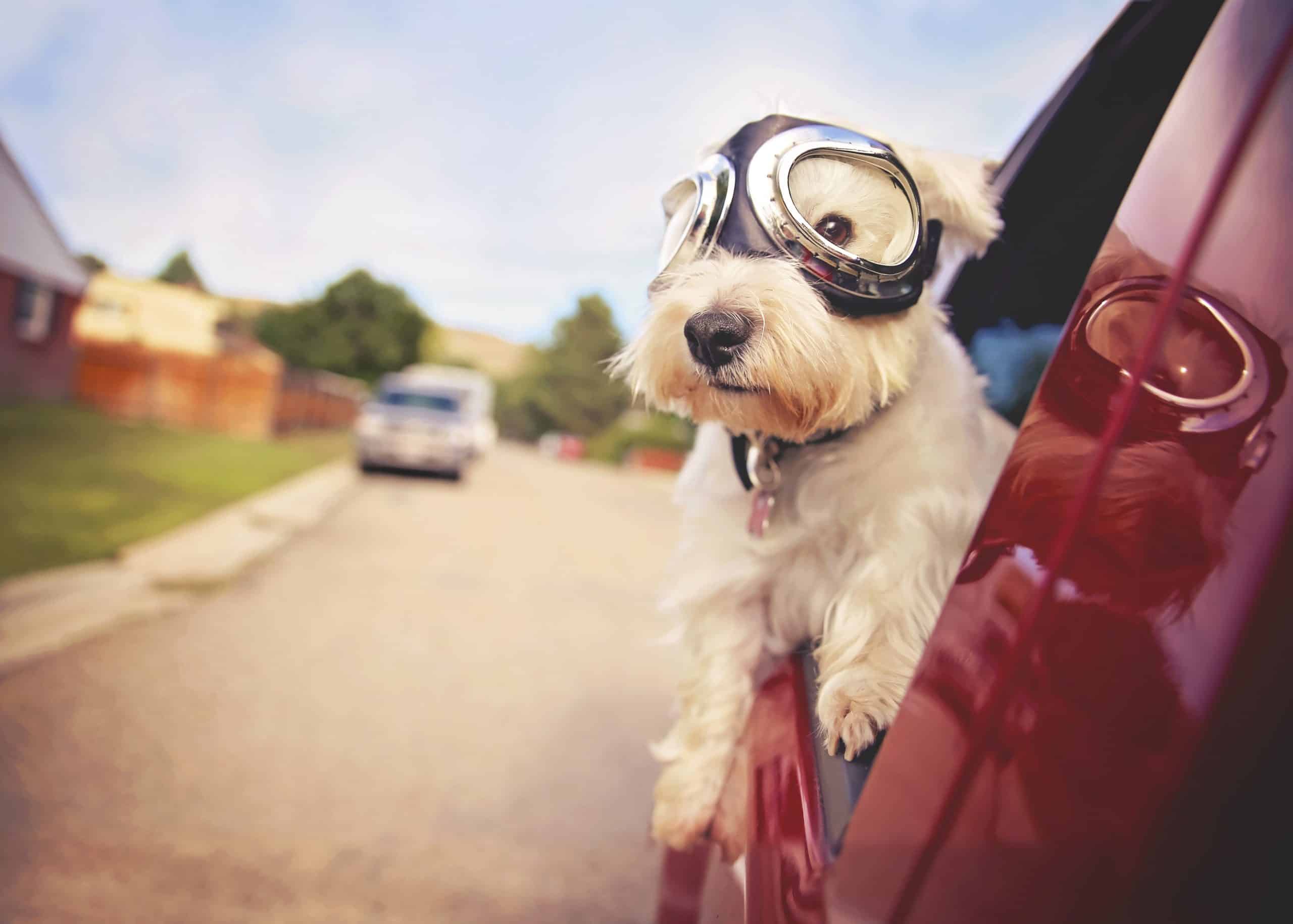Dog hanging out window, authenticity - Paul Wagner