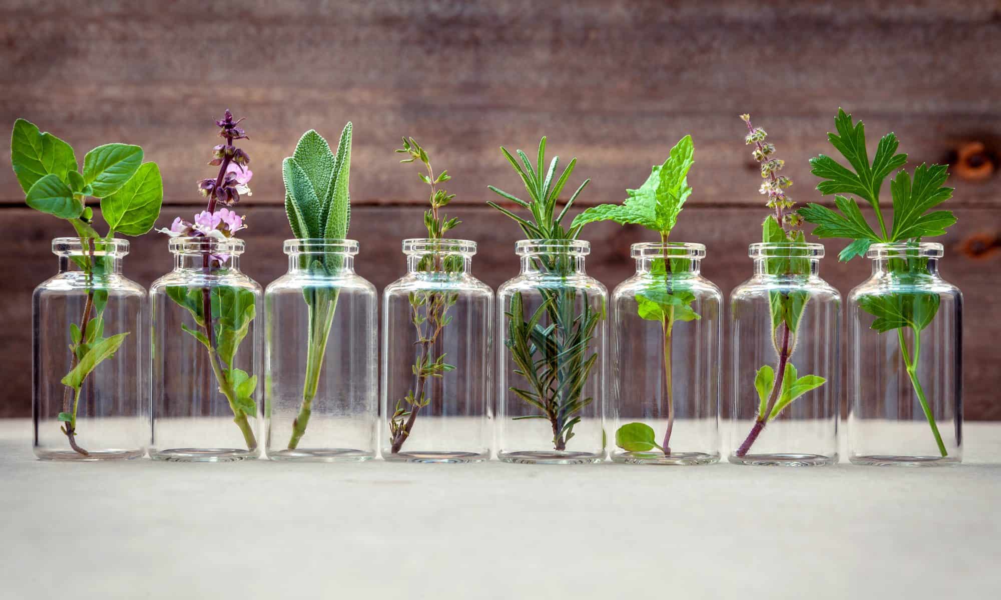 Bottle of essential oil with herbs - Paul Wagner