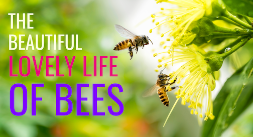 The Life Of Bees