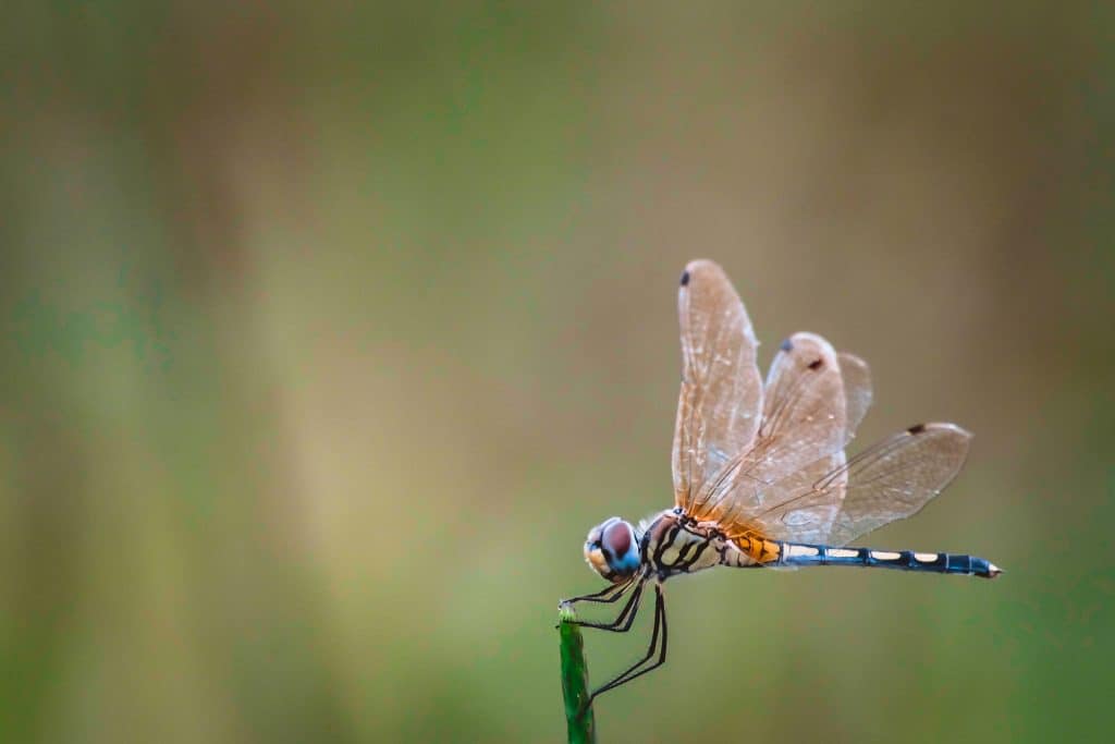 Dragonflies Are The Forgers of Creation And Carriers Of Ancient & Alien Secrets