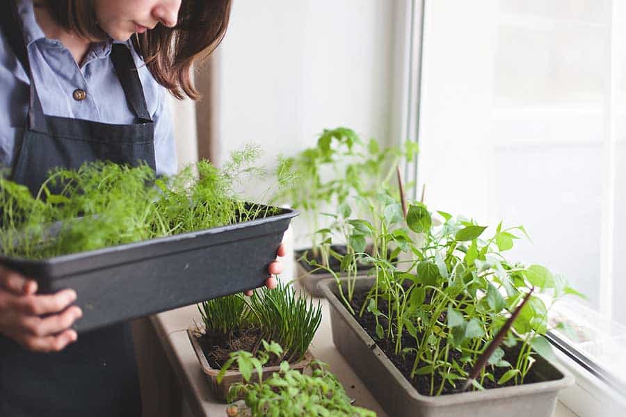 How to Grow a Healing Garden at Home