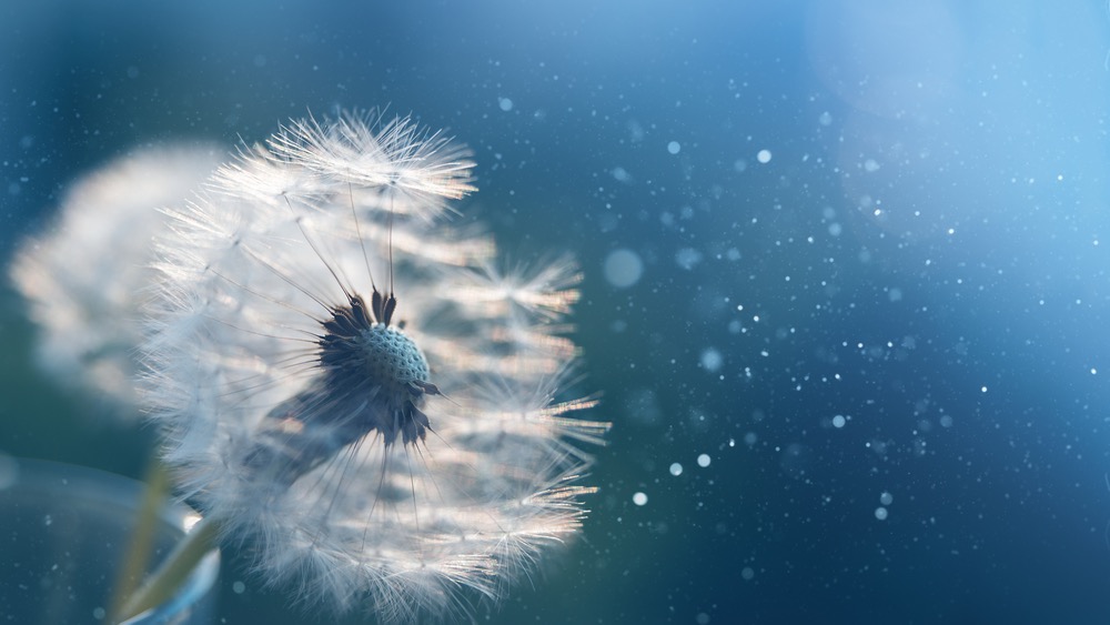 Dandelion releasing seeds into the air, representing letting go, healing, and spiritual surrender