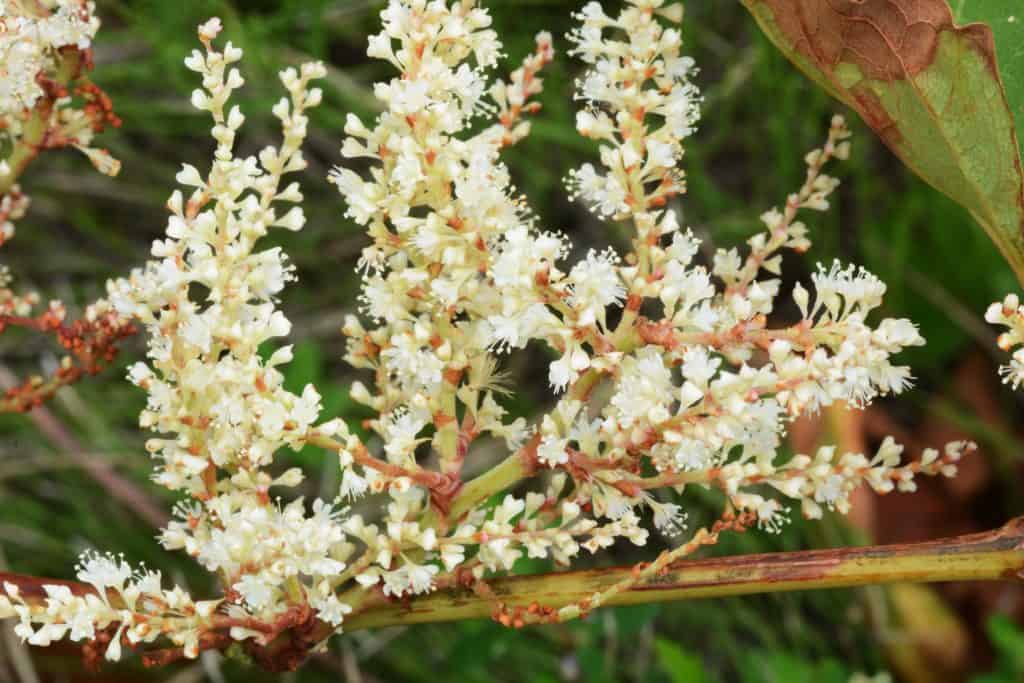 The Wonderful Benefits Of Japanese Knotweed