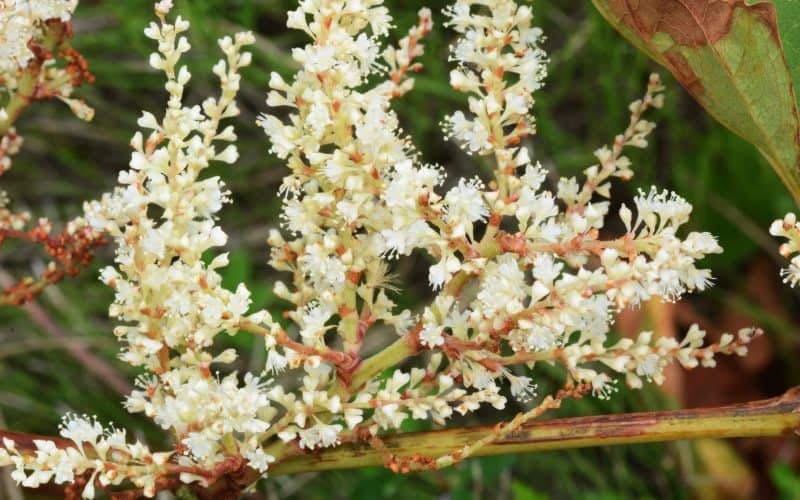 The Wonderful Benefits Of Japanese Knotweed