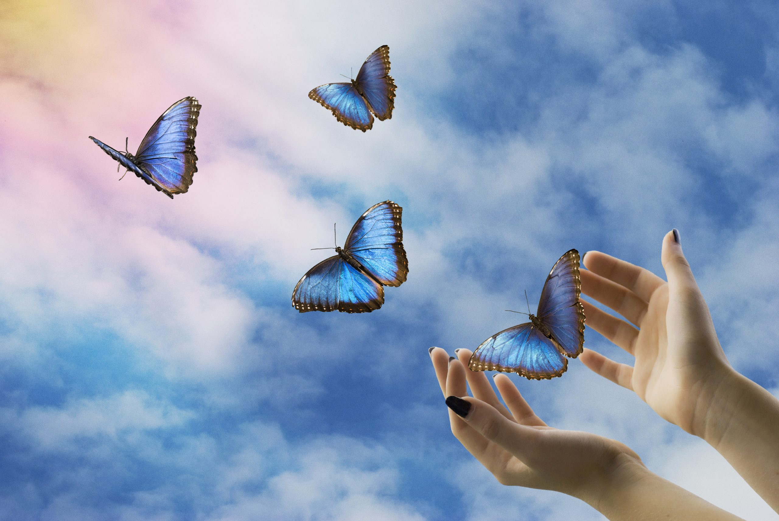 На твоих руках облака. Бабочка улетает. Счастье бабочки. Полет бабочки. Отпустить бабочку.