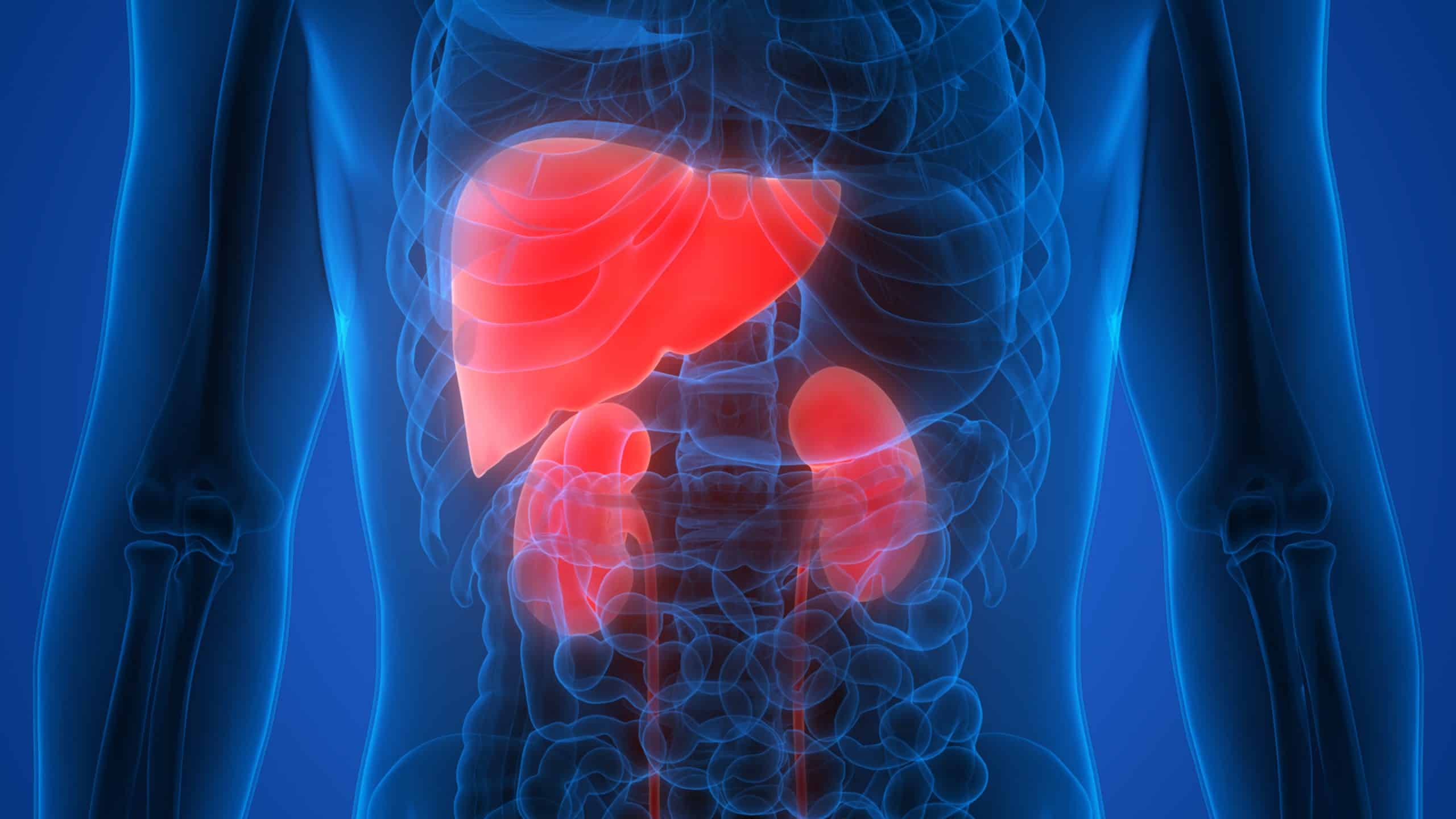 Liver kidney - Paul Wagner