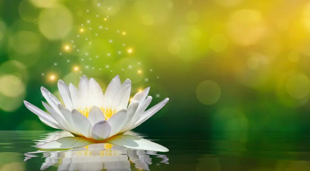 Lotus flower opening on water symbolizing enlightenment and pure consciousness