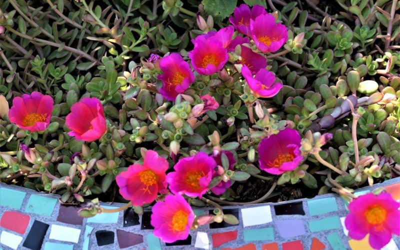 The Herb Purslane Is A Nutritional Powerhouse