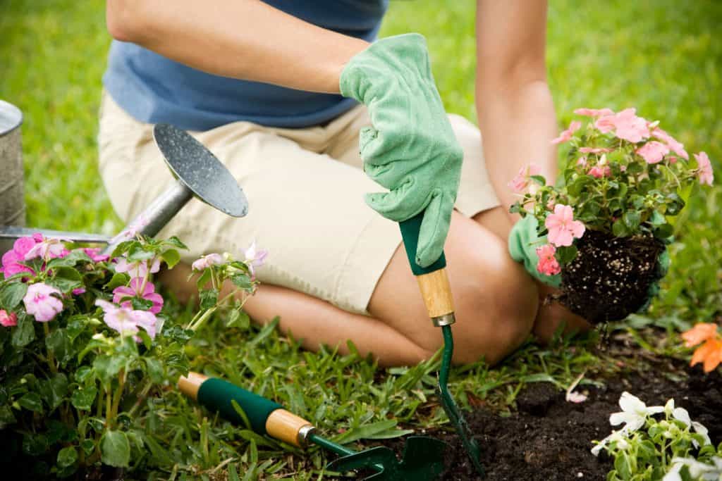 Planting a Healing Garden